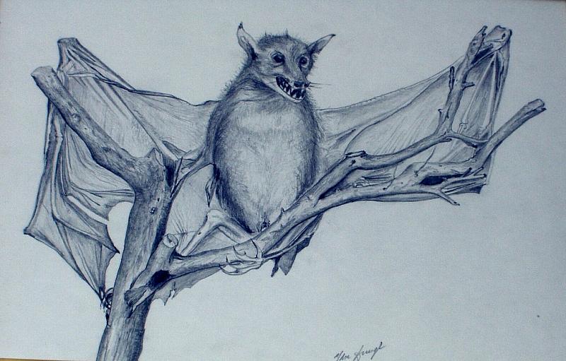 Fledermaus.JPG