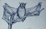 Fledermaus.JPG